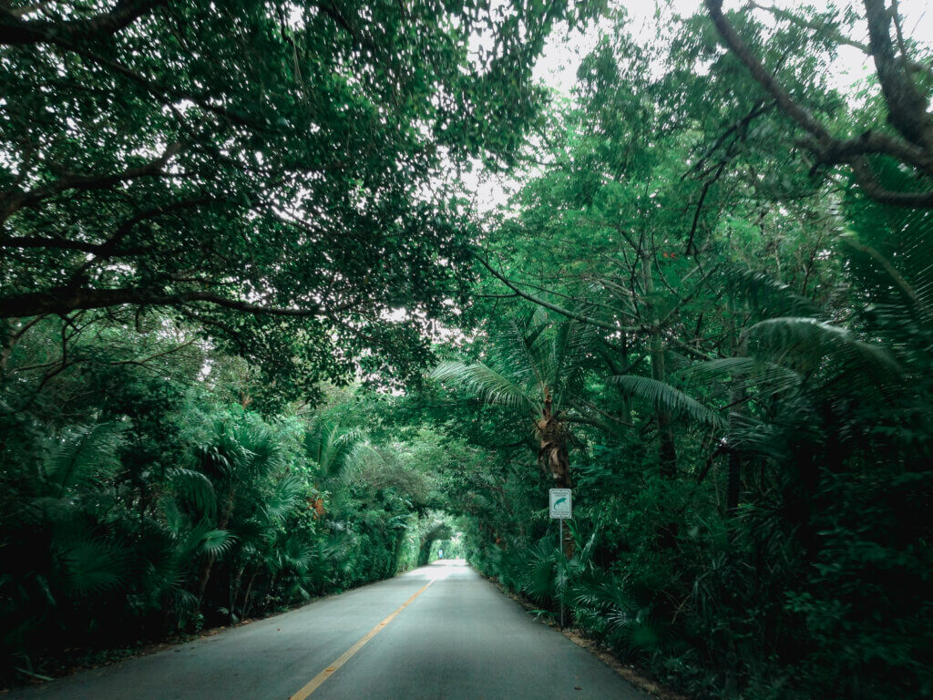 A road through the lush vegetation